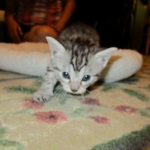 Mau, silver w/tarnish female DOB 4-15-16