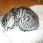 Mau, silver w/tarnish female DOB 4-15-16