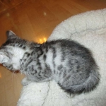 Mau, silver w/tarnish female DOB 4-15-16