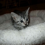 Mau, silver w/tarnish female DOB 4-15-16