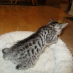 Mau, silver w/tarnish female DOB 4-15-16