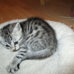 Mau, silver w/tarnish female DOB 4-15-16