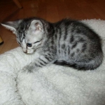 Mau, silver w/tarnish female DOB 4-15-16