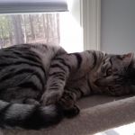 Mau, silver w/tarnish female DOB 4-15-16