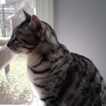 Mau, silver w/tarnish female DOB 4-15-16