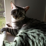 Mau, silver w/tarnish female DOB 4-15-16