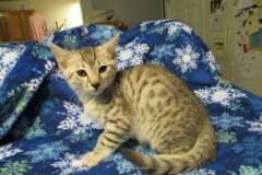 Simba Mau silver Male 2 India DOB 4-29-16