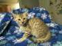 Simba Mau silver Male 2 India DOB 4-29-16