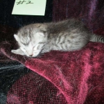 Mau, Silver Male, DOB 4-29-16