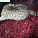 Mau, Silver Male, DOB 4-29-16