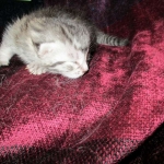 Mau, Silver Male, DOB 4-29-16