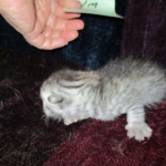 Mau, Silver Male, DOB 4-29-16