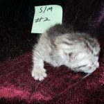 Mau, Silver Male, DOB 4-29-16