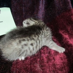 Mau, Silver Male, DOB 4-29-16