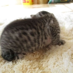 Mau, Silver Male, DOB 4-29-16