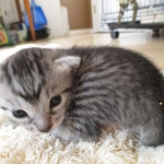 Mau, Silver Male, DOB 4-29-16