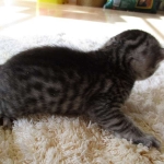 Mau, Silver Male, DOB 4-29-16