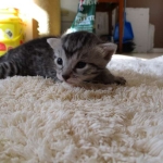 Mau, Silver Male, DOB 4-29-16