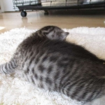 Mau, Silver Male, DOB 4-29-16