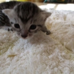 Mau, Silver Male, DOB 4-29-16