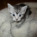 Mau, Silver Male, DOB 4-29-16