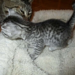 Mau, Silver Male, DOB 4-29-16