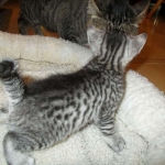 Mau, Silver Male, DOB 4-29-16