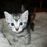 Mau, Silver Male, DOB 4-29-16