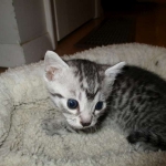 Mau, Silver Male, DOB 4-29-16