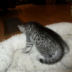 Mau, Silver Male, DOB 4-29-16