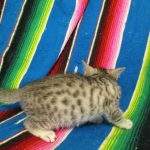 Simba Mau, Silver Male, DOB 4-29-16