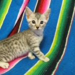 Simba Mau, Silver Male, DOB 4-29-16