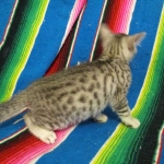 Simba Mau, Silver Male, DOB 4-29-16