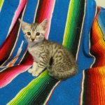 Simba Mau, Silver Male, DOB 4-29-16