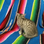 Simba Mau, Silver Male, DOB 4-29-16