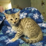 Simba Mau, Silver Male, DOB 4-29-16