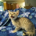 Simba Mau, Silver Male, DOB 4-29-16