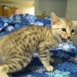 Simba Mau, Silver Male, DOB 4-29-16