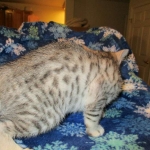 Simba Mau, Silver Male, DOB 4-29-16