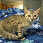 Simba Mau, Silver Male, DOB 4-29-16