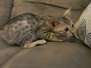 Maximus F-6SBT Brown (black) spotted male DOB 3-13-16