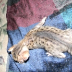 Maximus, F-6SBT Male Savannah Brown (black) spotted, DOB 3-13-16