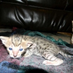 Maximus, F-6SBT Male Savannah Brown (black) spotted, DOB 3-13-16