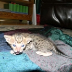 Maximus, F-6SBT Male Savannah Brown (black) spotted, DOB 3-13-16