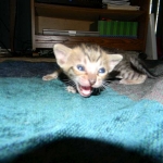 Maximus, F-6SBT Male Savannah Brown (black) spotted, DOB 3-13-16