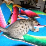 Maximus, F-6SBT Male Savannah Brown (black) spotted, DOB 3-13-16