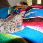 Maximus, F-6SBT Male Savannah Brown (black) spotted, DOB 3-13-16