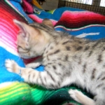 Maximus, F-6SBT Male Savannah Brown (black) spotted, DOB 3-13-16