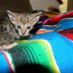 Maximus, F-6SBT Male Savannah Brown (black) spotted, DOB 3-13-16