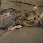 Maximus, F-6SBT Male Savannah Brown (black) spotted, DOB 3-13-16